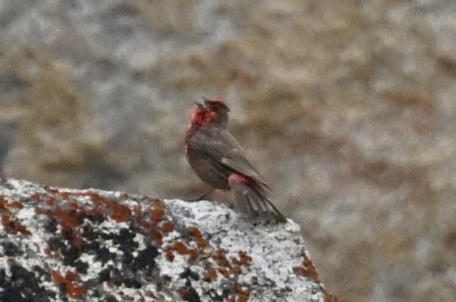 Red-fronted Rosefinch - ML640459774