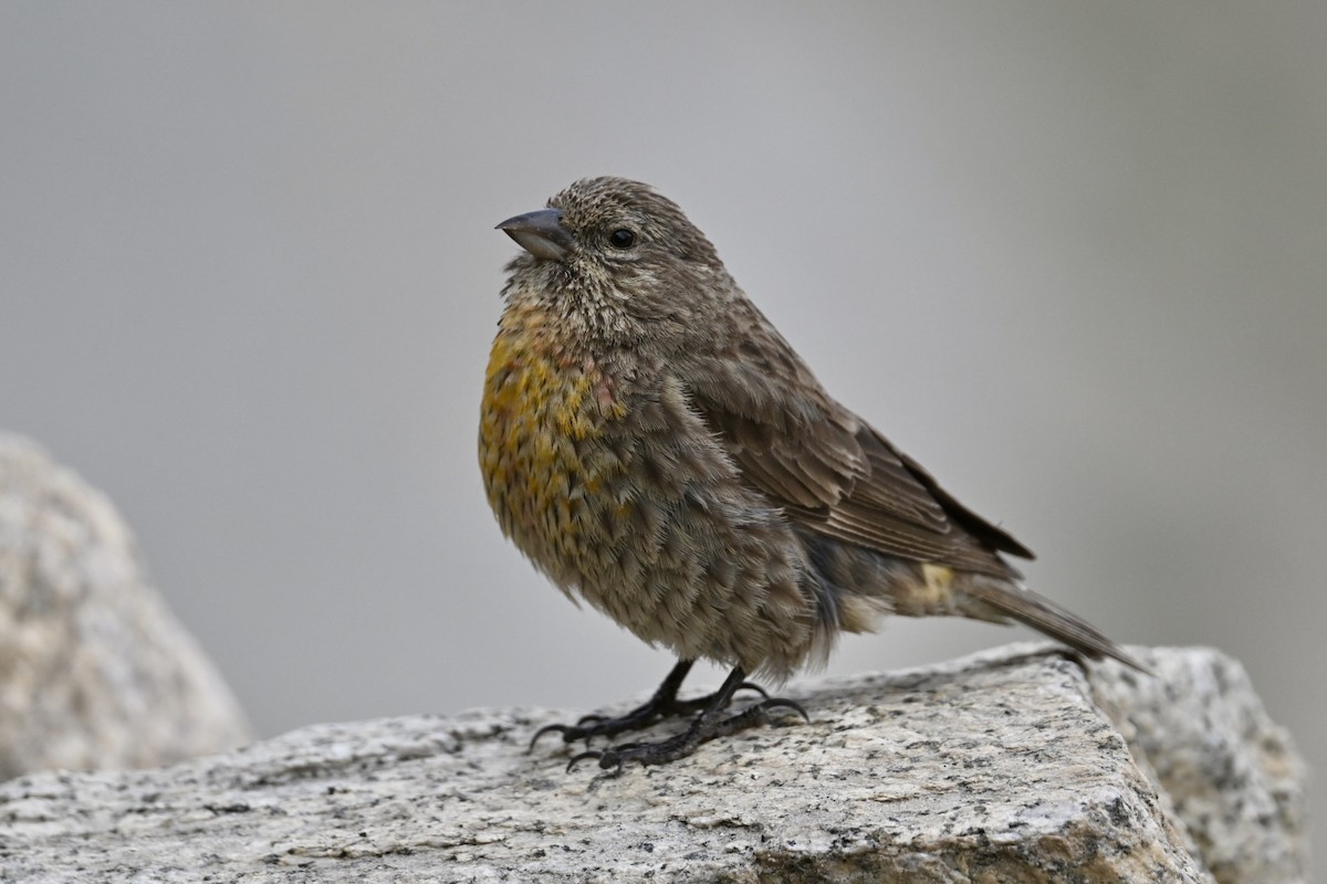 Red-fronted Rosefinch - ML640459775