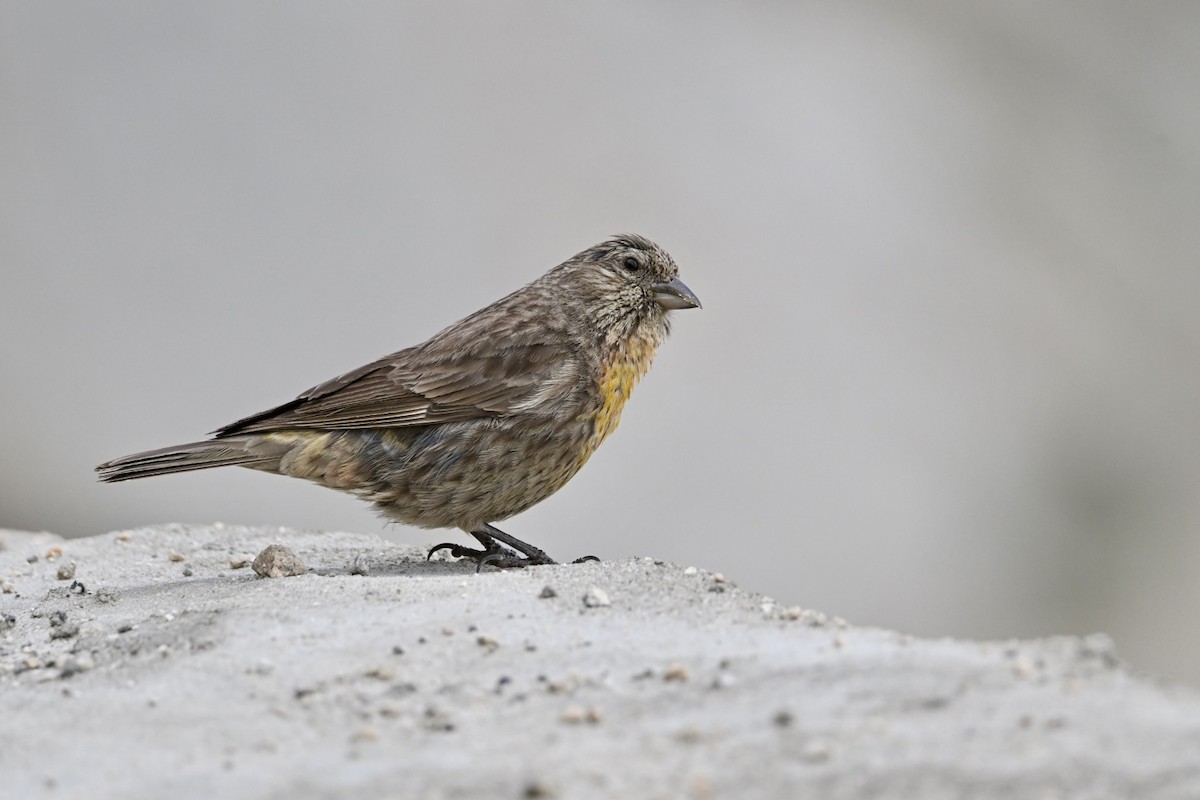 Red-fronted Rosefinch - ML640459776