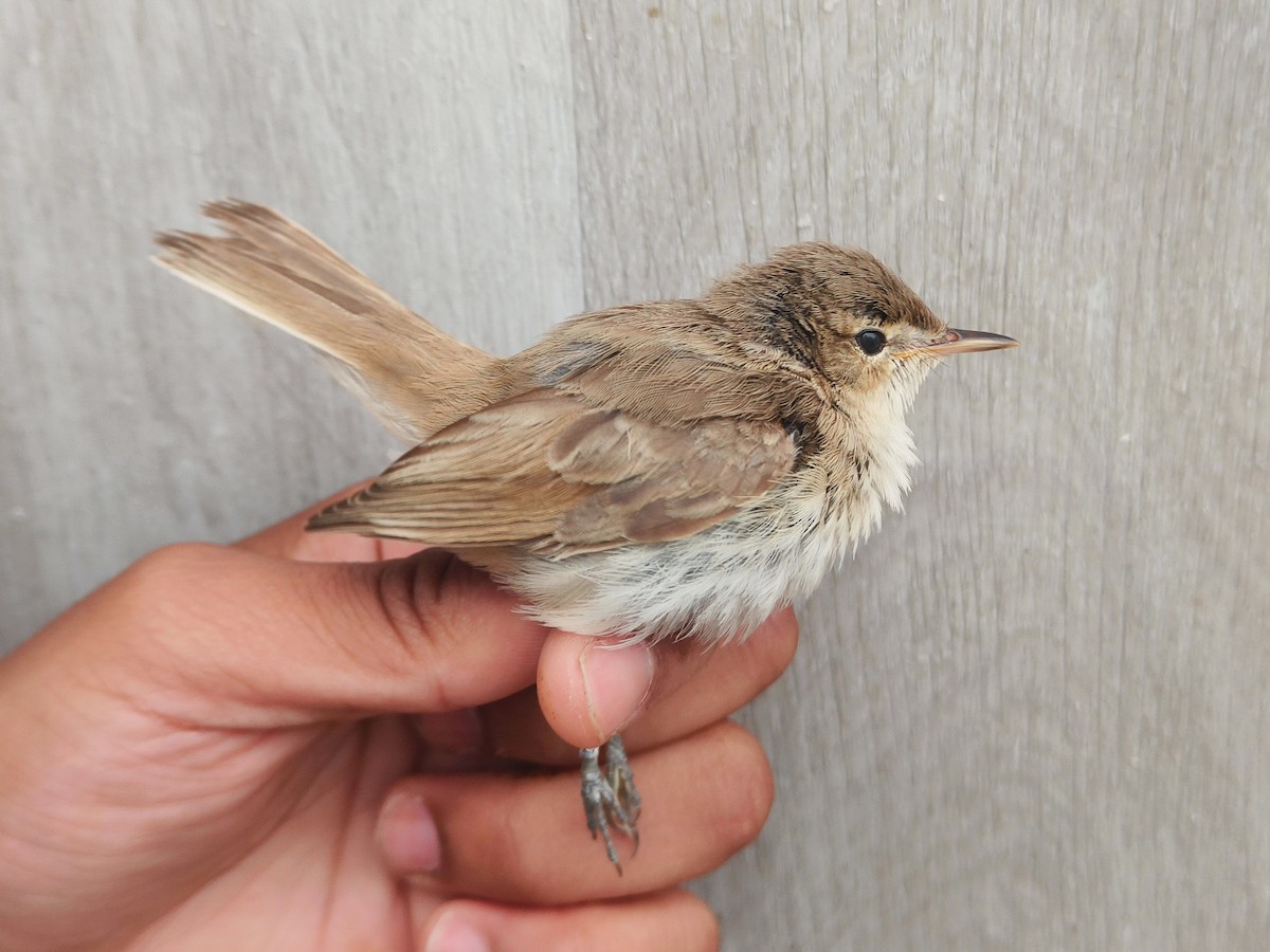 Booted Warbler - ML640459827