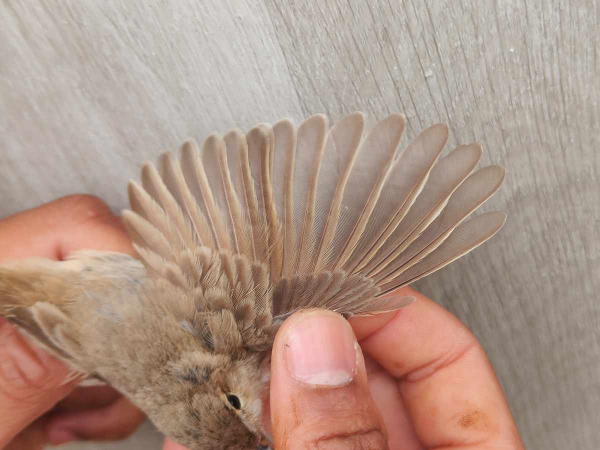 Booted Warbler - ML640459828