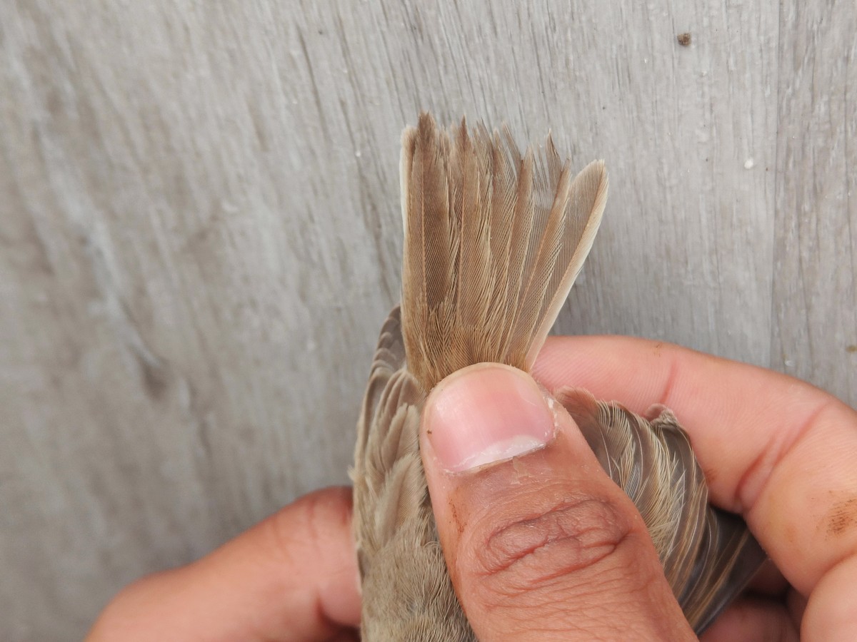 Booted Warbler - ML640459829