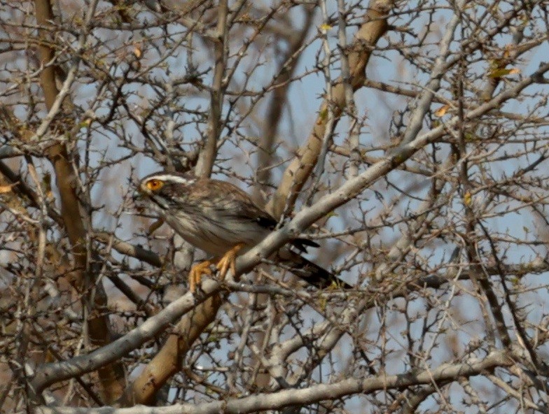 Spot-winged Falconet - ML640459833