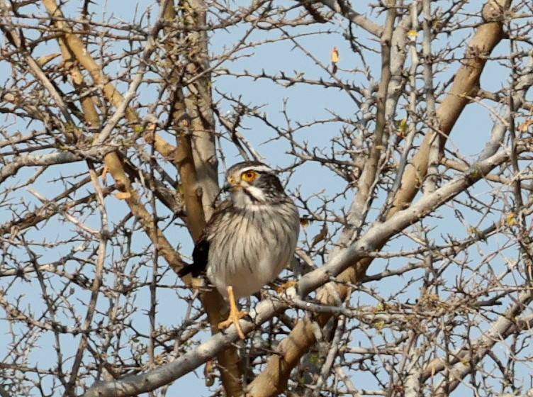 Spot-winged Falconet - ML640459834