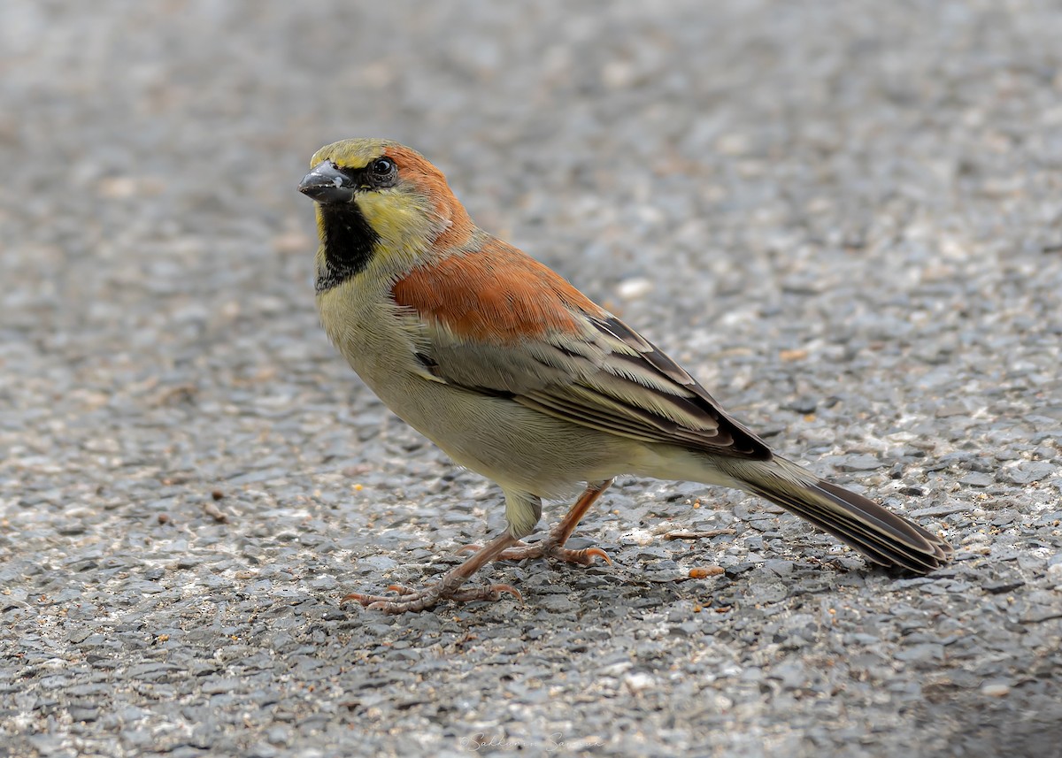 Plain-backed Sparrow - ML640459871