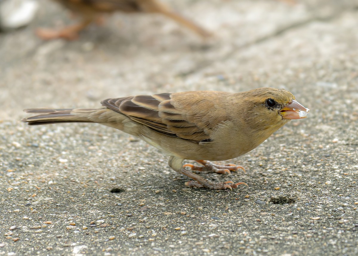 Plain-backed Sparrow - ML640459872