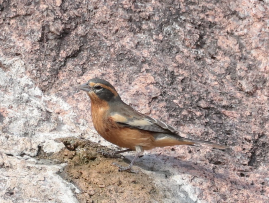 Cinnamon Warbling Finch - ML640459883