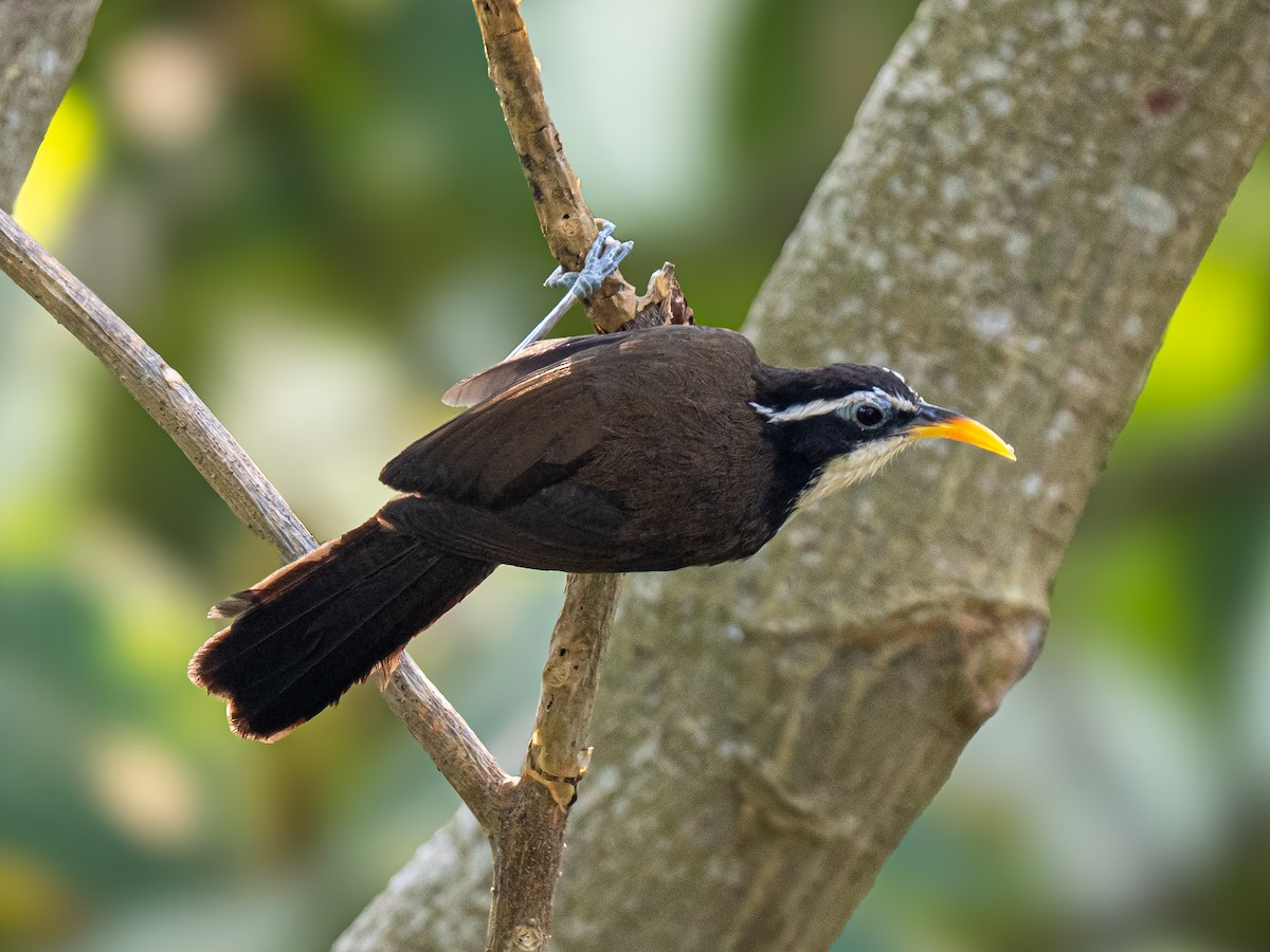 Indian Scimitar-Babbler - ML640460118