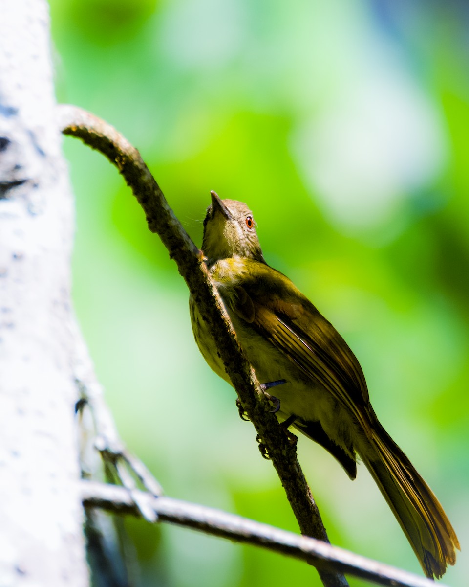 Javan Bulbul - ML640460149
