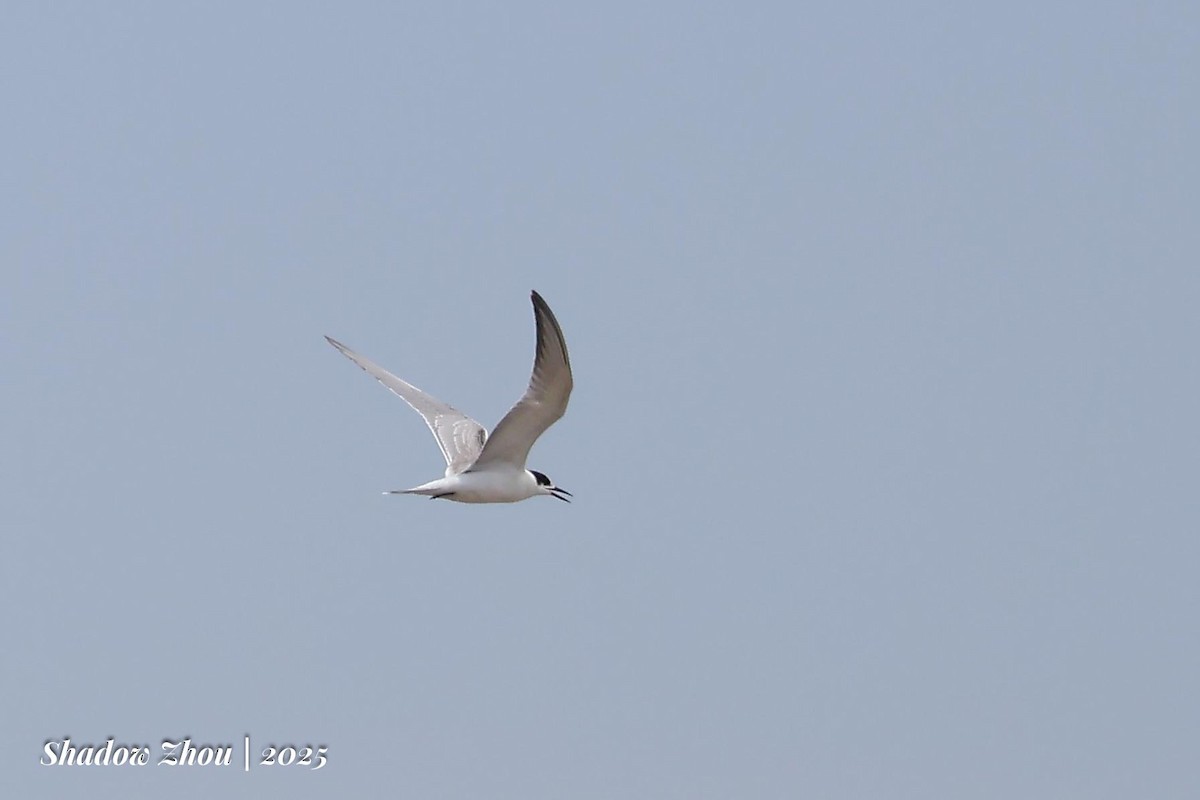 Common Tern (longipennis) - ML640460310