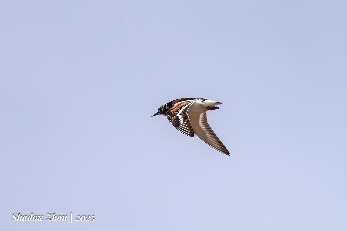 キョウジョシギ - ML640460321