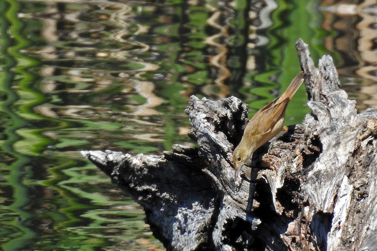Australian Reed Warbler - ML640460406