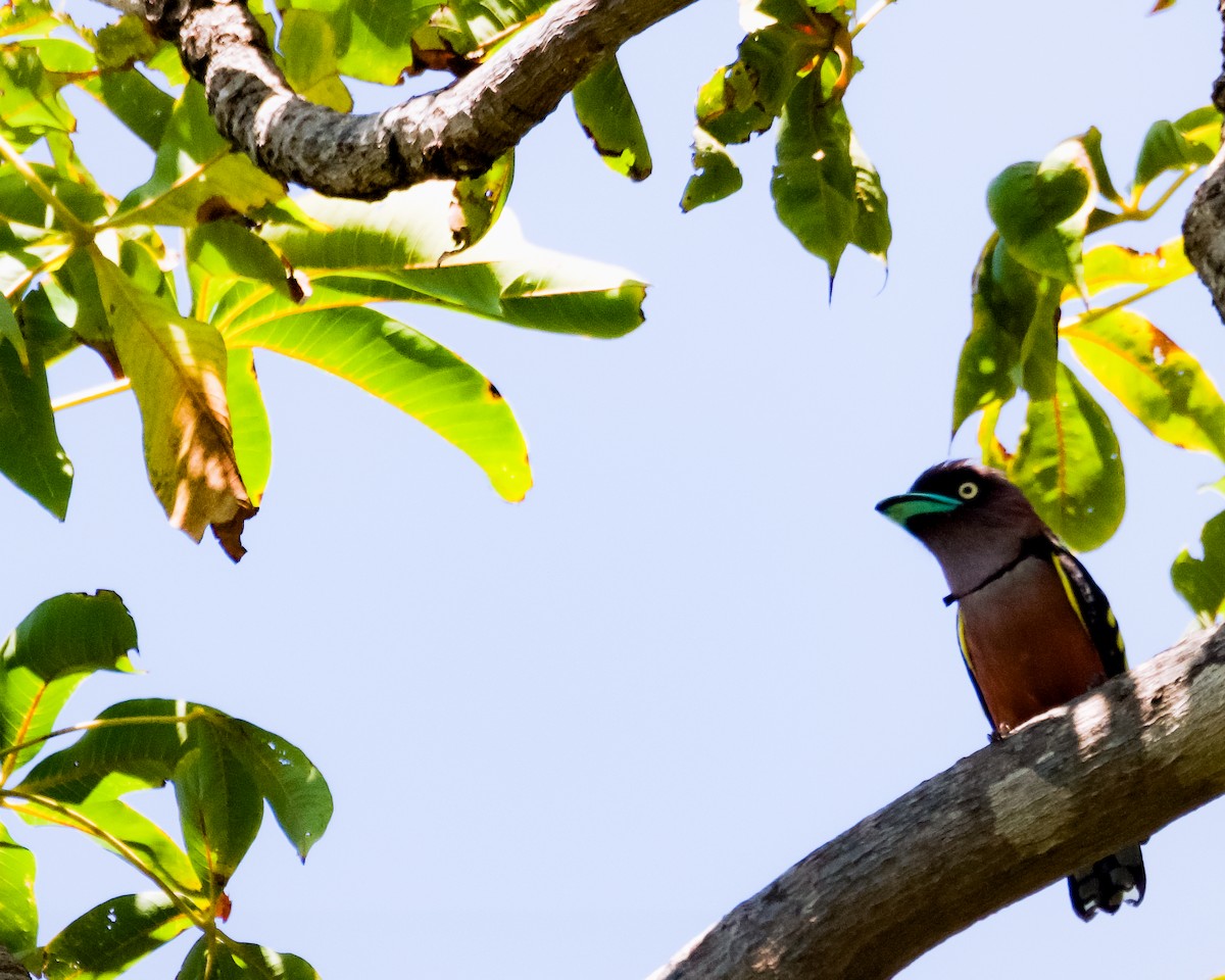 Banded Broadbill - ML640460433