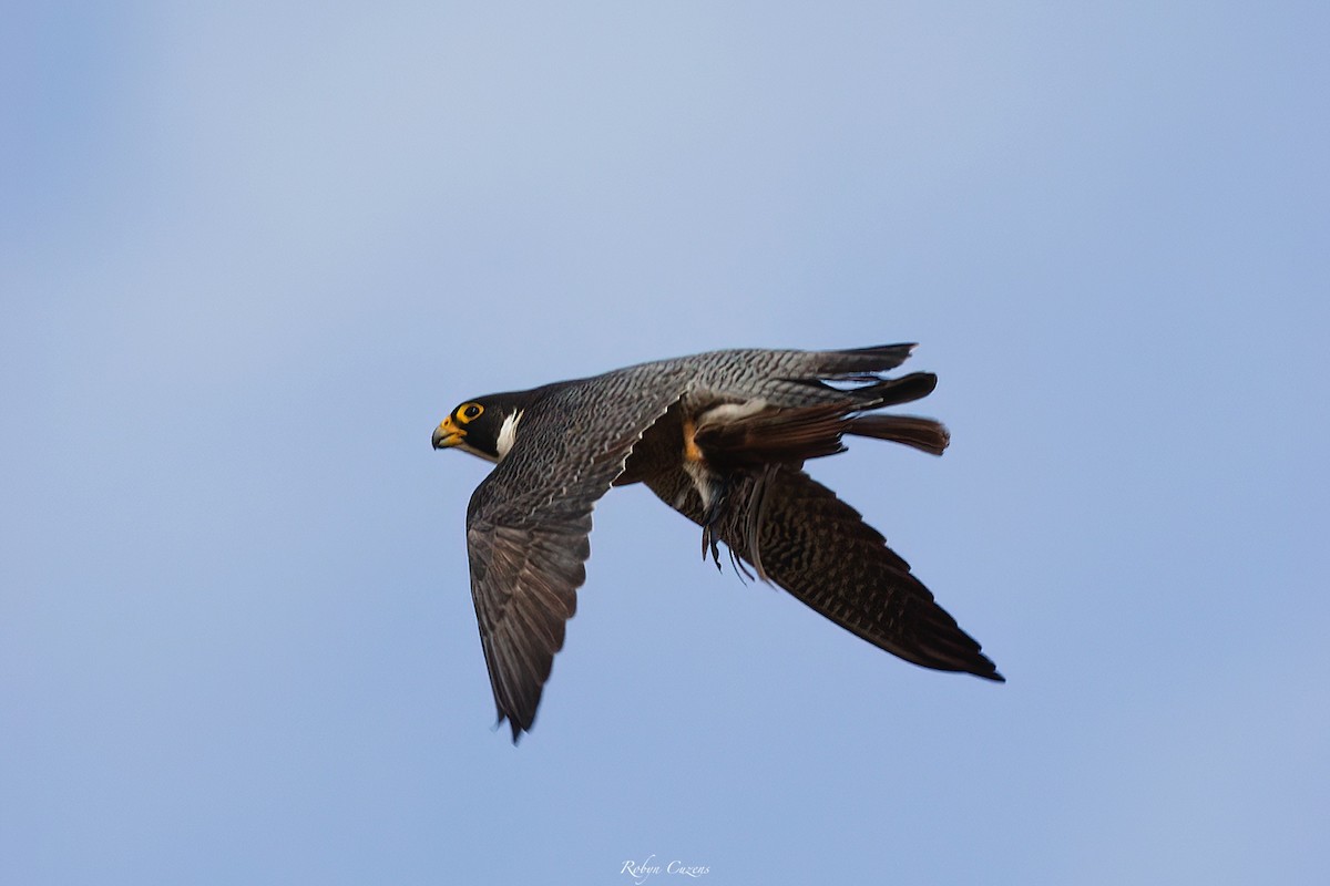 Peregrine Falcon - ML640460451