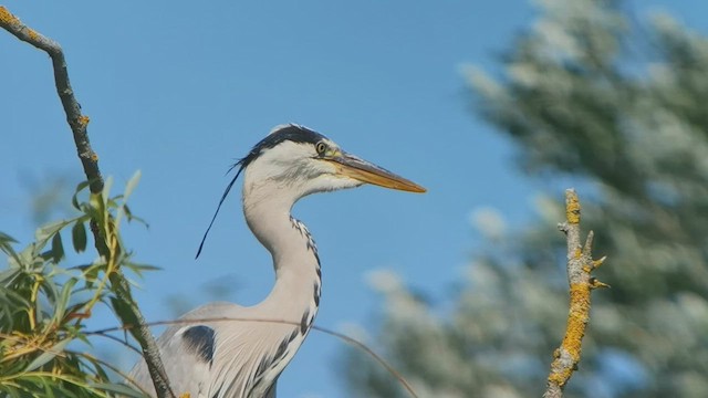 Хөх дэглий - ML640460457