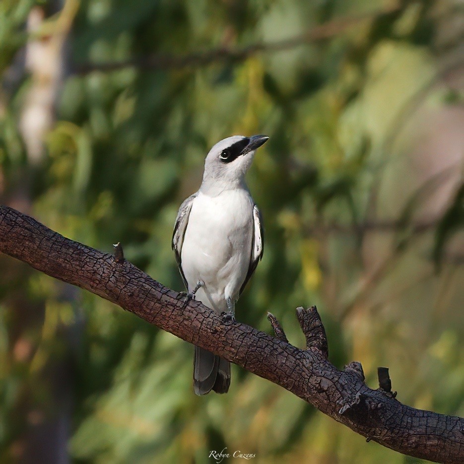 White-bellied Cuckooshrike - ML640460467