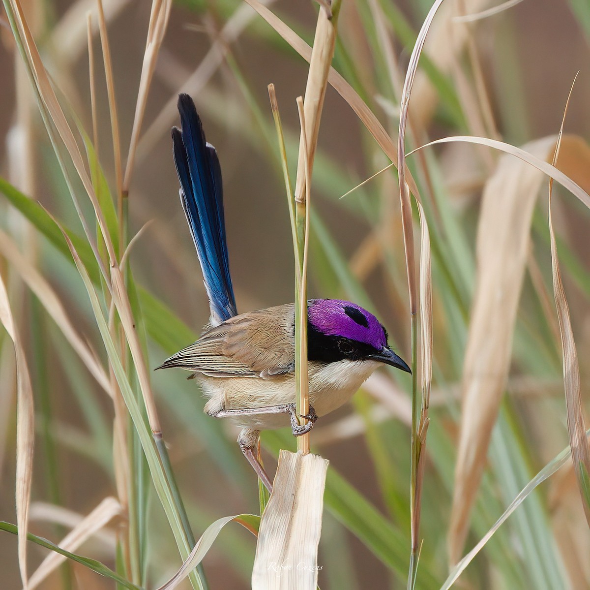 Purple-crowned Fairywren - ML640460482