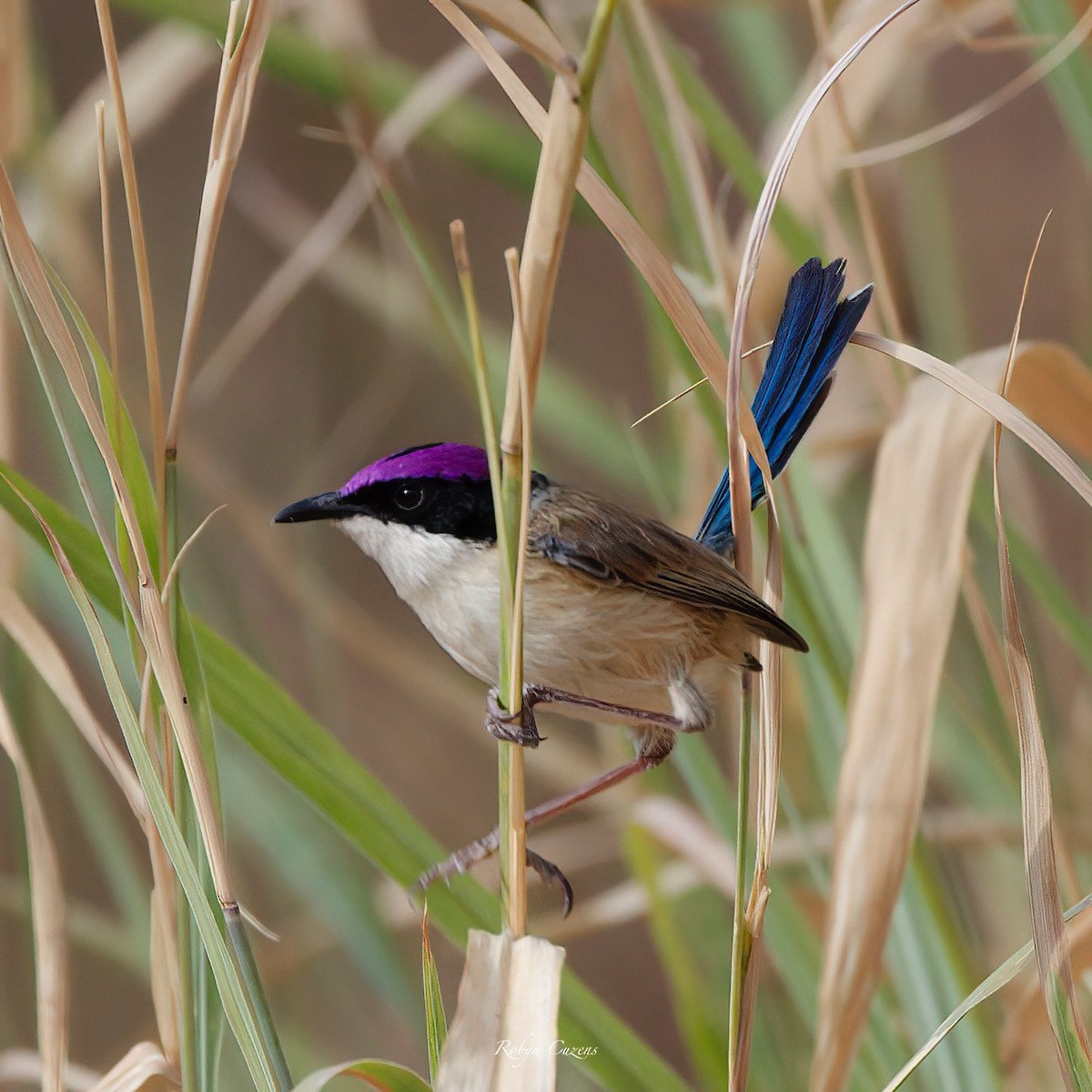 Purple-crowned Fairywren - ML640460483