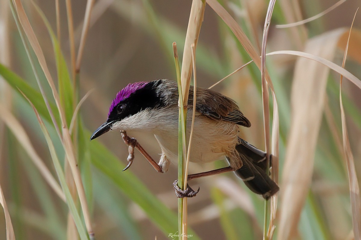 Purple-crowned Fairywren - ML640460484