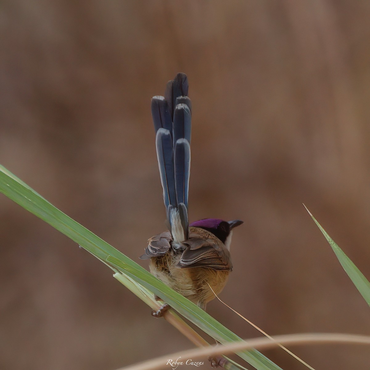 Purple-crowned Fairywren - ML640460485