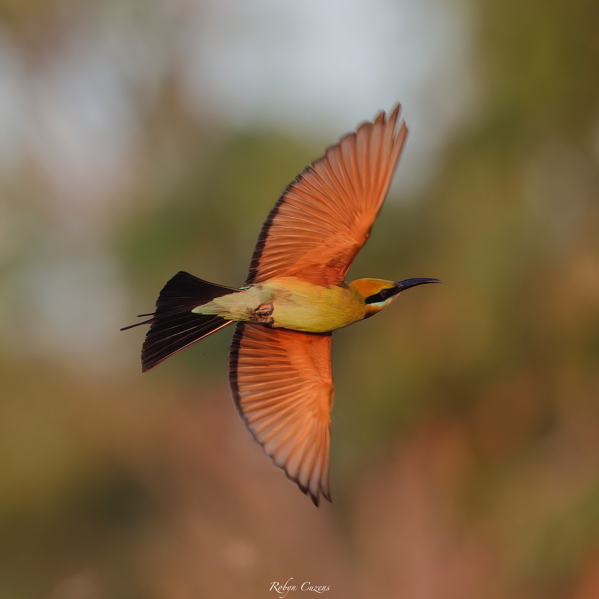 Rainbow Bee-eater - ML640460493