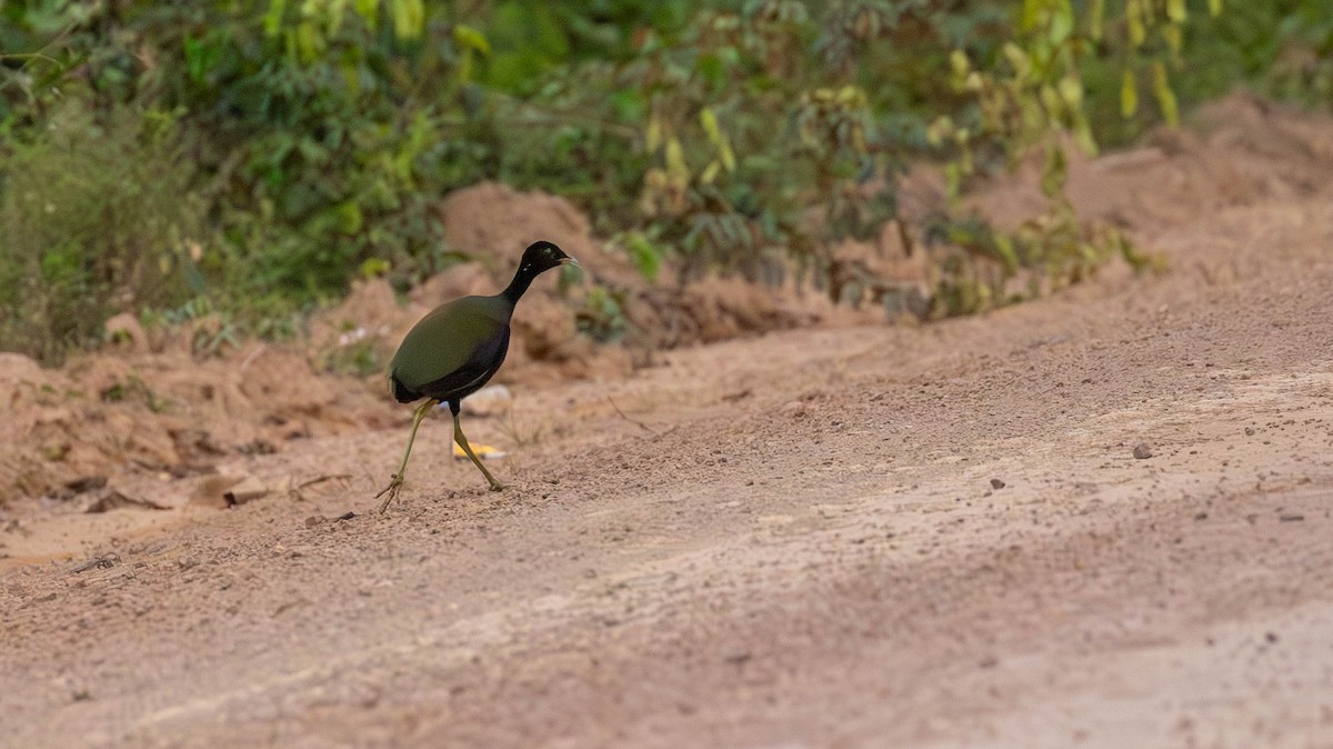 Dark-winged Trumpeter - ML640460496