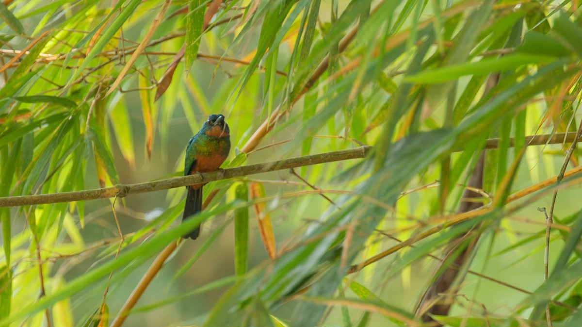 Green-tailed Jacamar - ML640460501