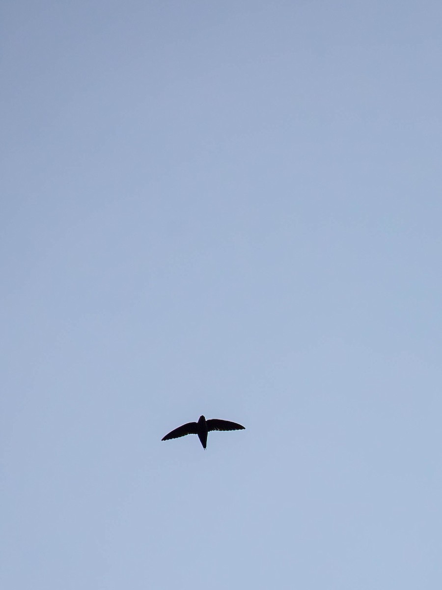 Chapman's Swift - ML640460512