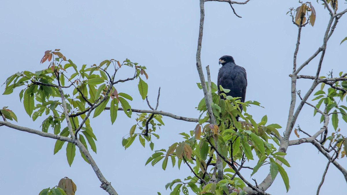 Great Black Hawk - ML640460518