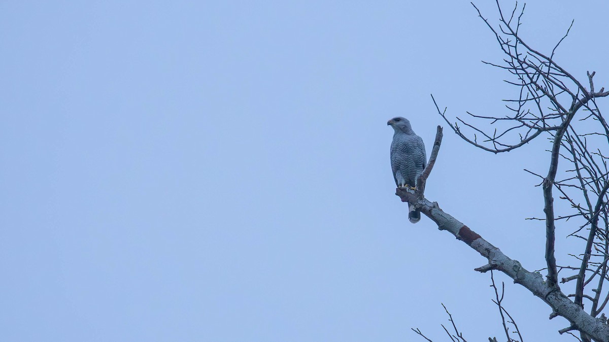 Gray-lined Hawk - ML640460525