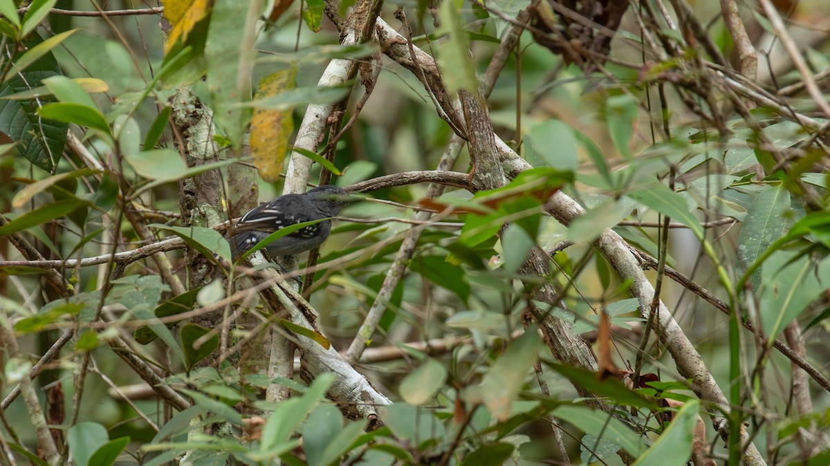 Natterer's Slaty-Antshrike - ML640460530