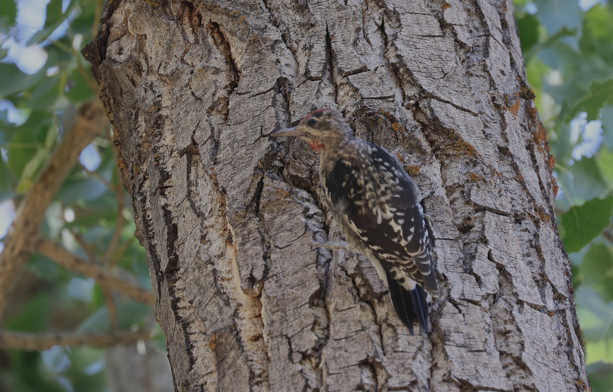 sapsucker sp. - ML640460533