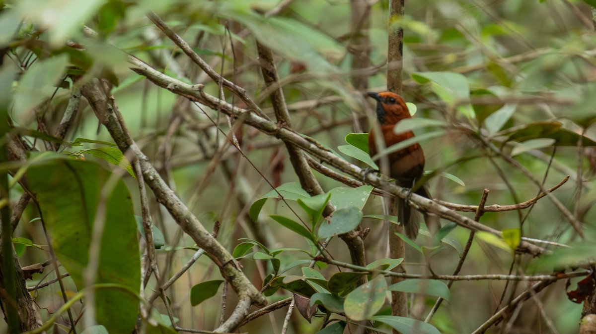 Ruddy Spinetail - ML640460537