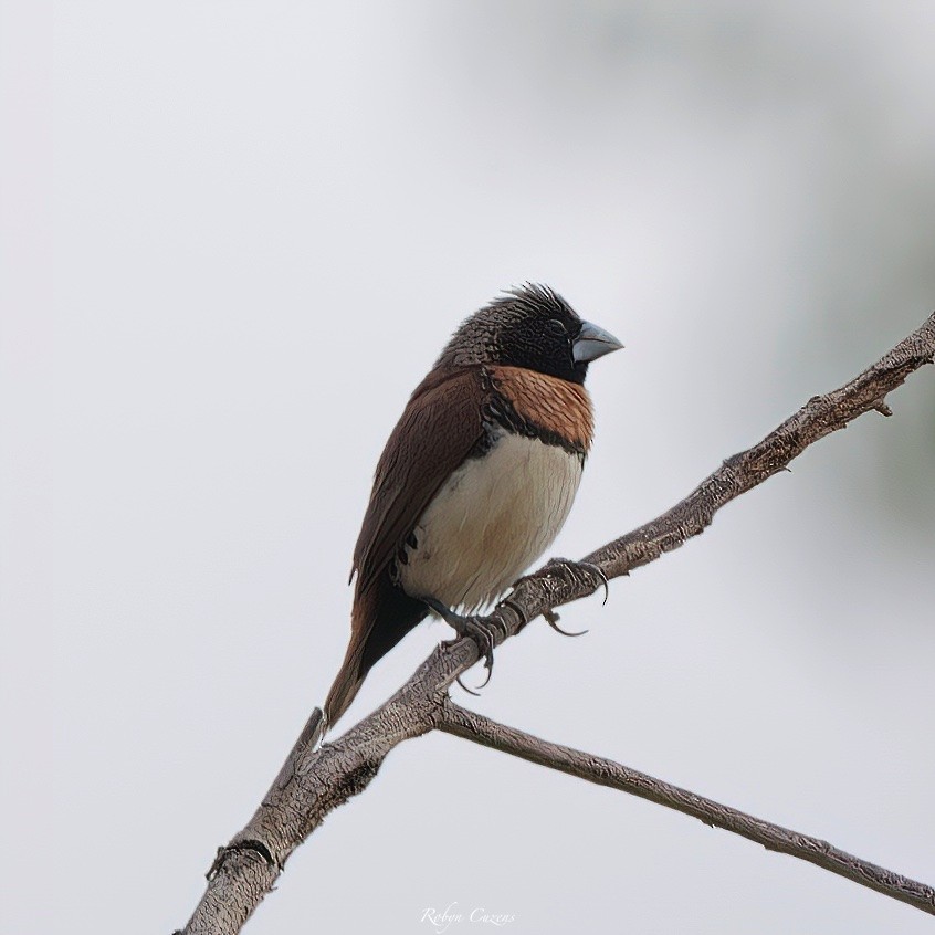 Chestnut-breasted Munia - ML640460581