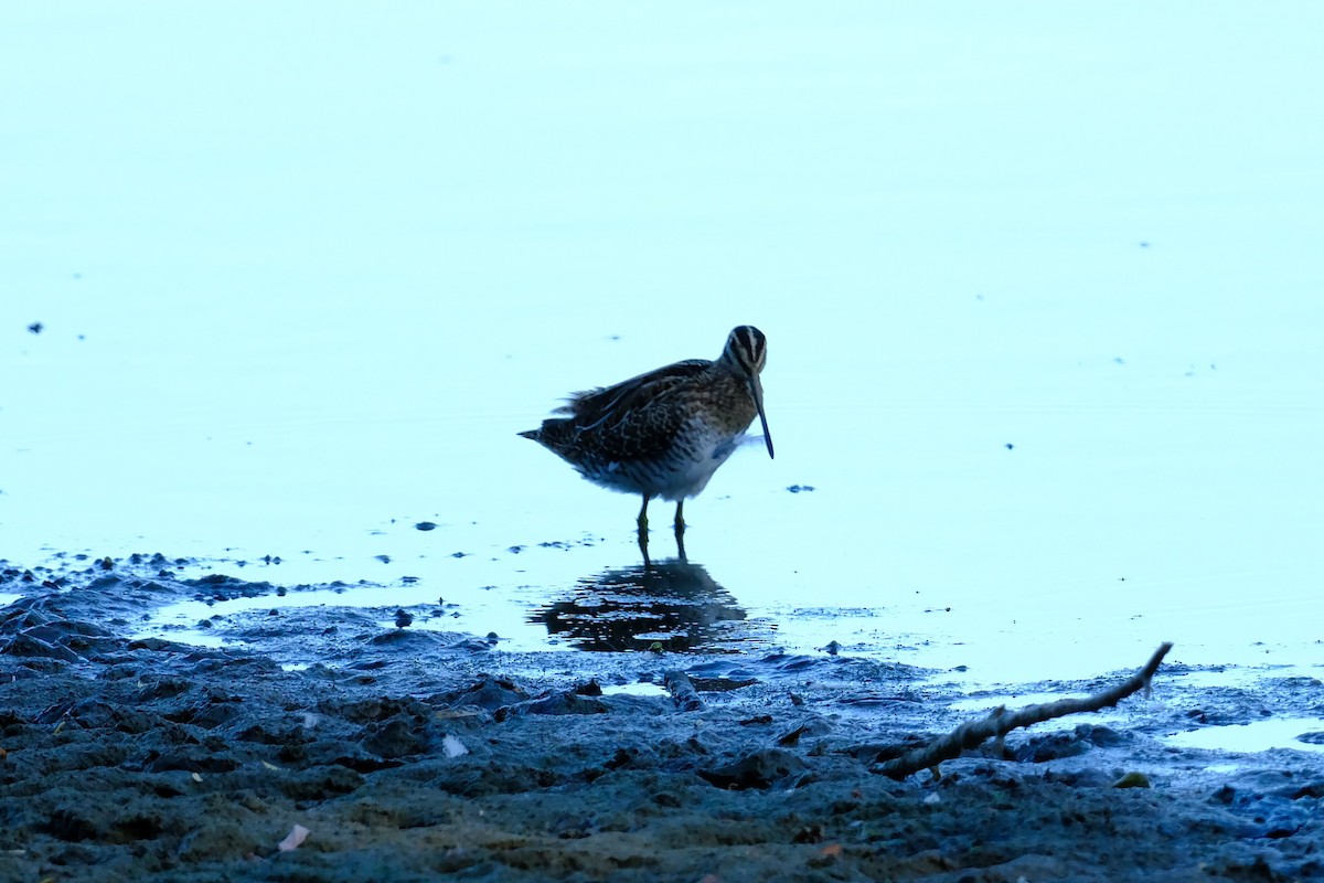 Common Snipe - ML640460693