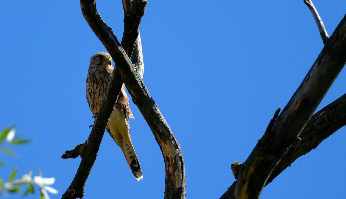Eurasian Kestrel - ML640460715