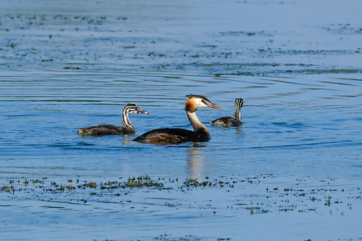 Great Crested Grebe - ML640460721