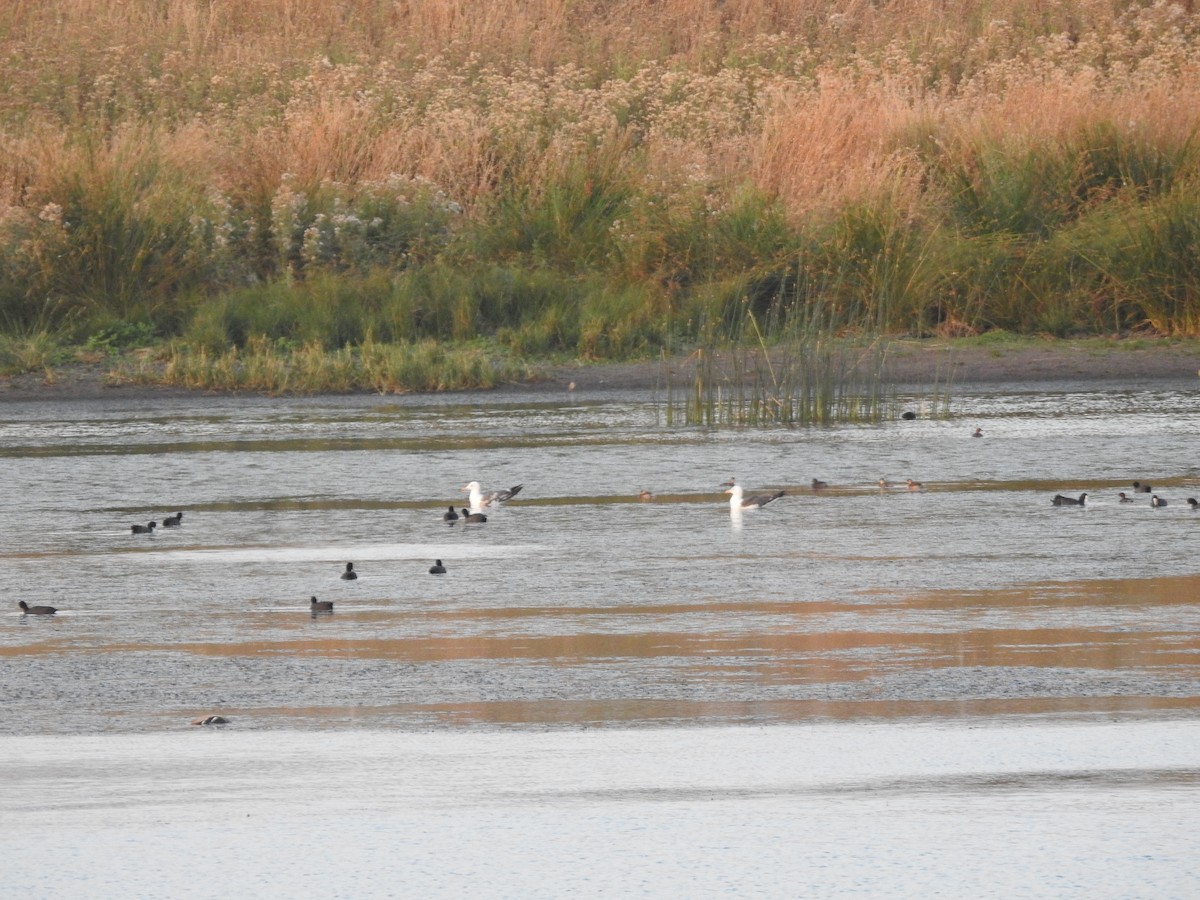 Lesser Black-backed Gull - ML640460727