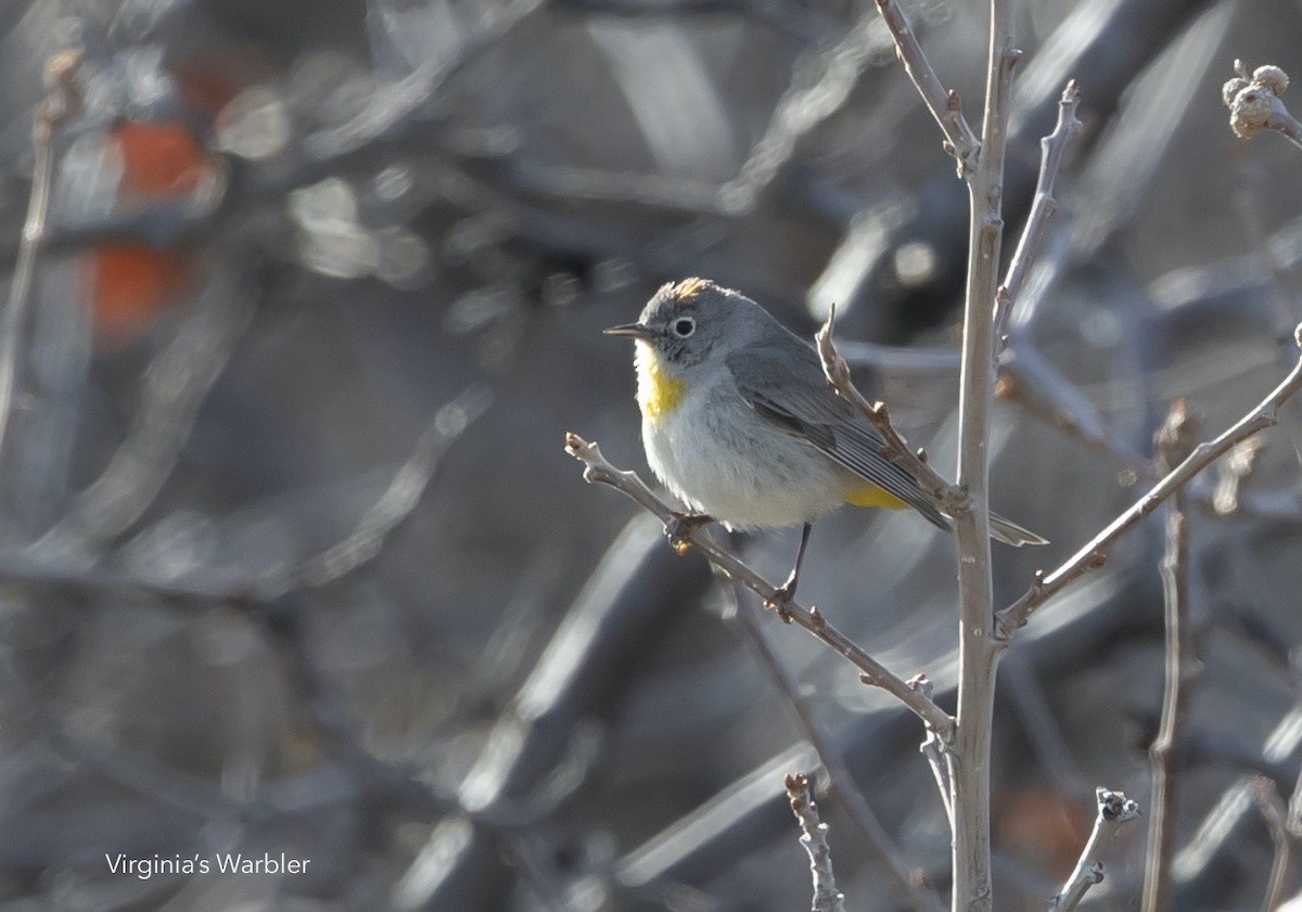 Virginia's Warbler - ML640460758