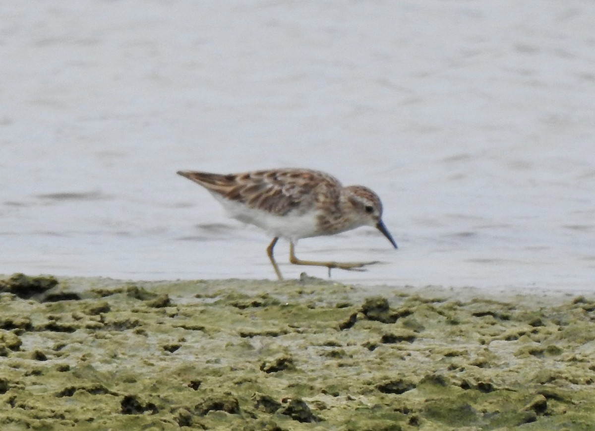 Савар элсэг - ML640460771