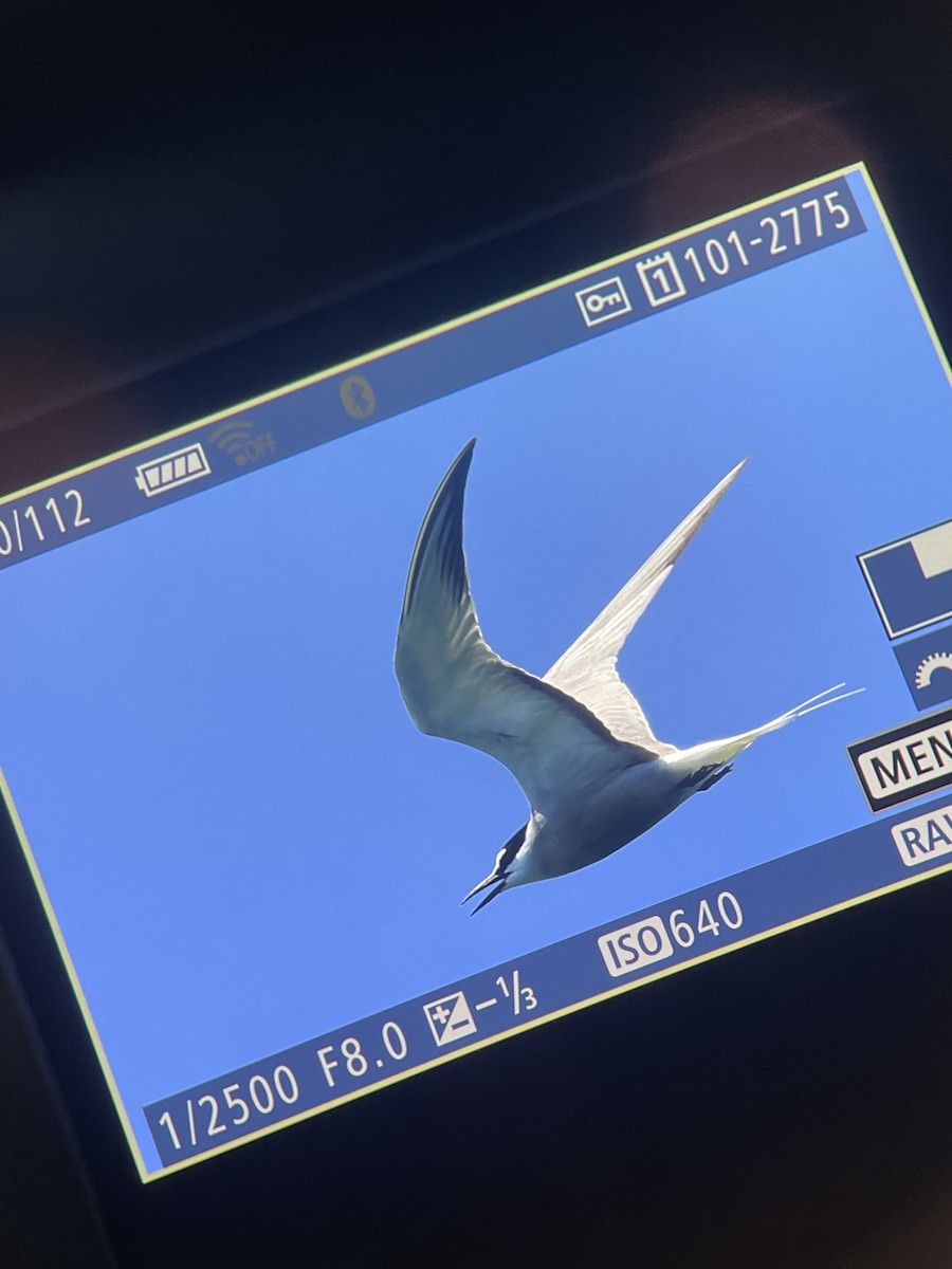 Aleutian Tern - ML640460832