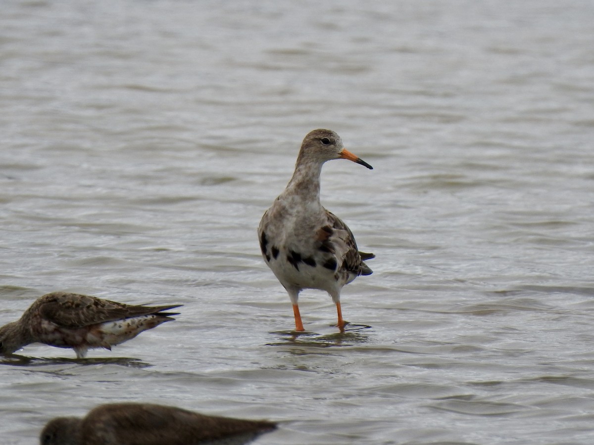 Ноцоо элсэг - ML640460840