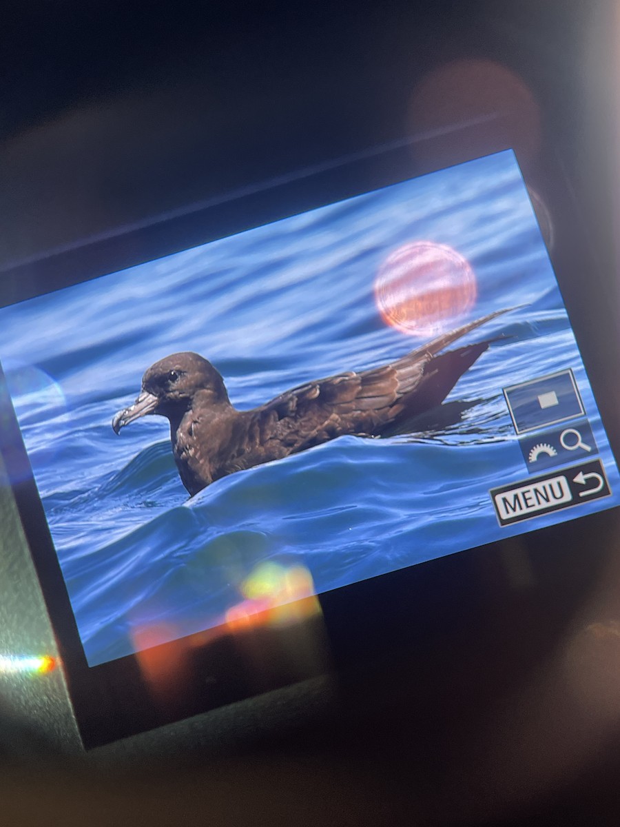 Flesh-footed Shearwater - ML640460841