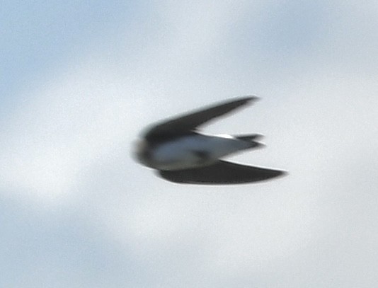 Bank Swallow - ML640461071