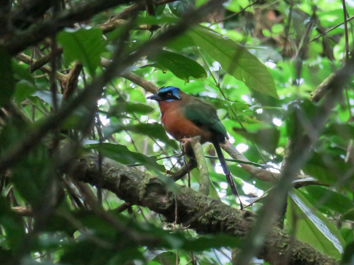 Trinidad Motmot - ML640461081