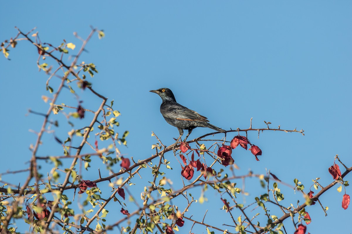Pale-winged Starling - ML640461086