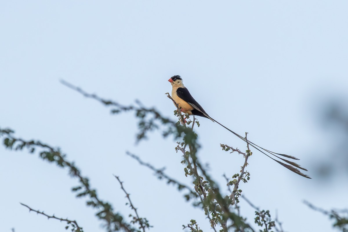 Shaft-tailed Whydah - ML640461087