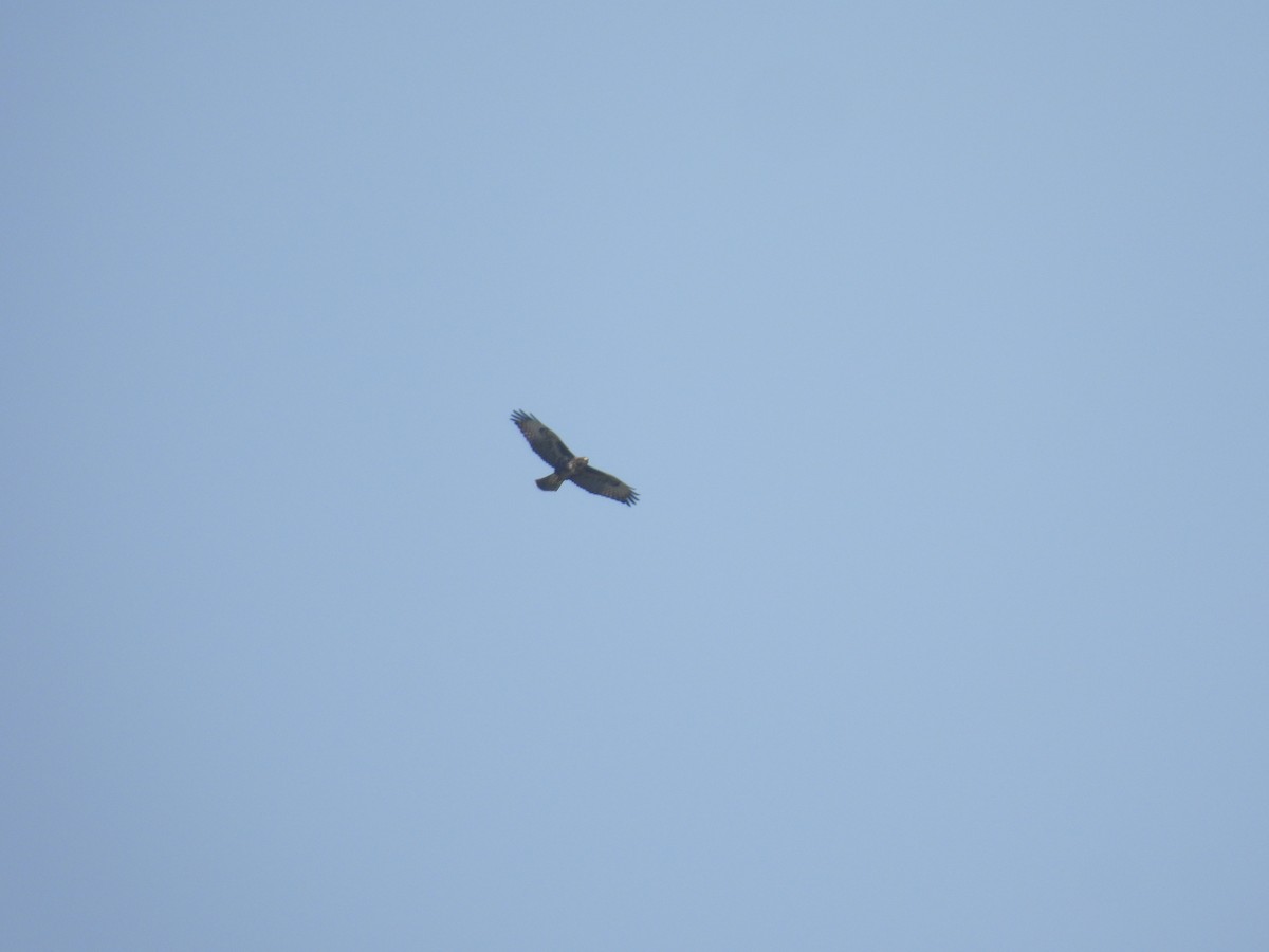 Şahin (buteo) - ML640461183