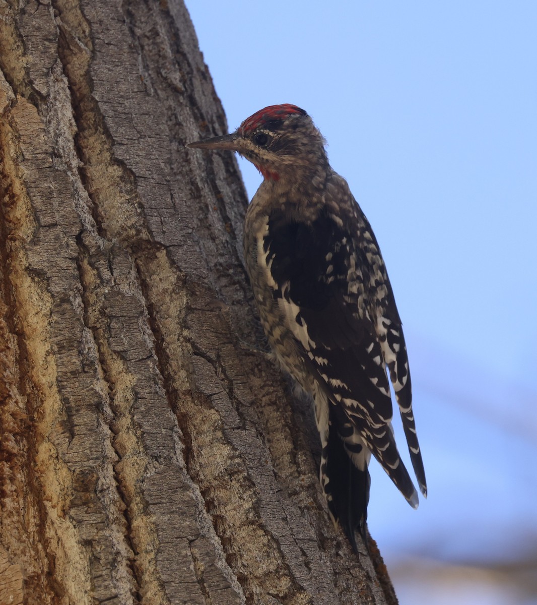 sapsucker sp. - ML640461287