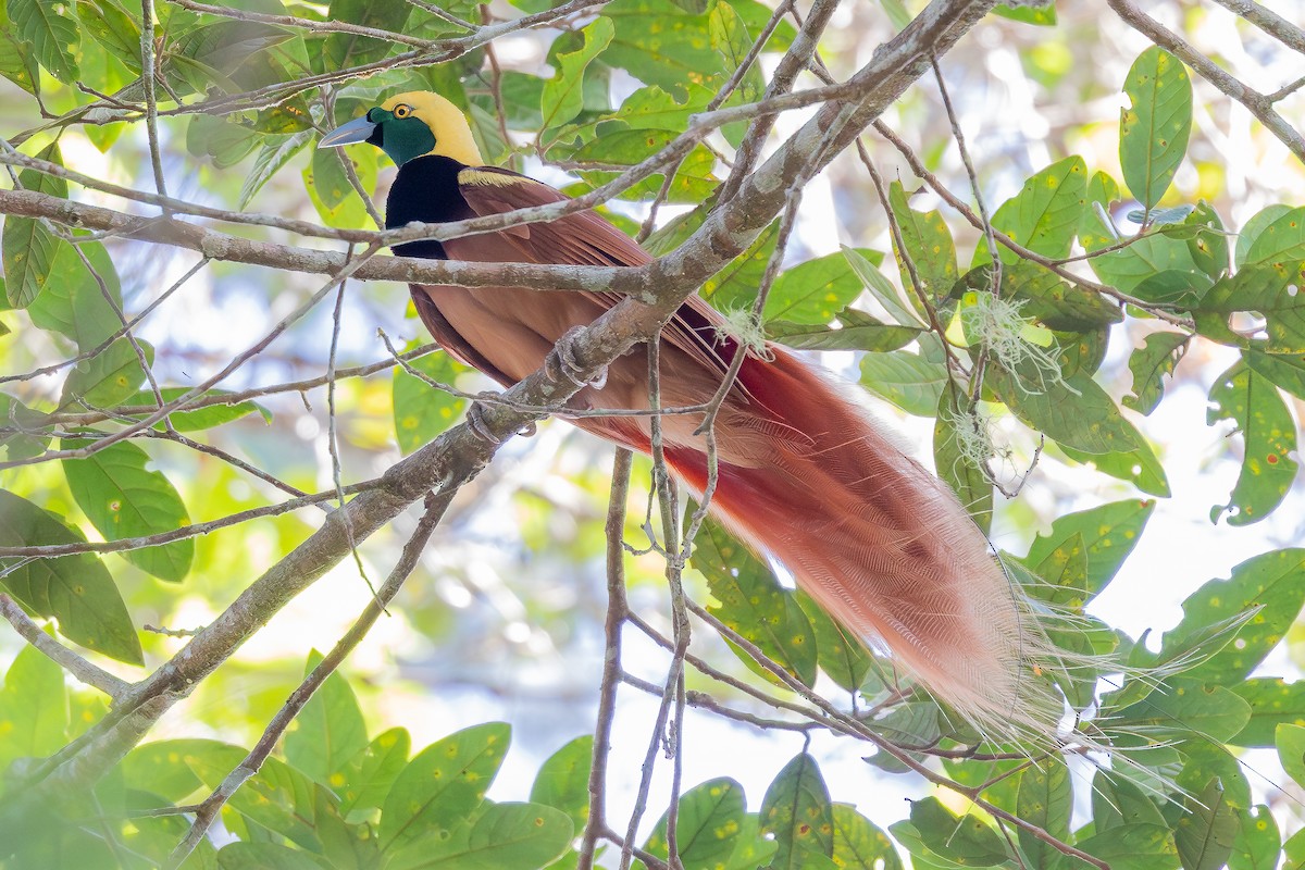 アカカザリフウチョウ - ML640461319